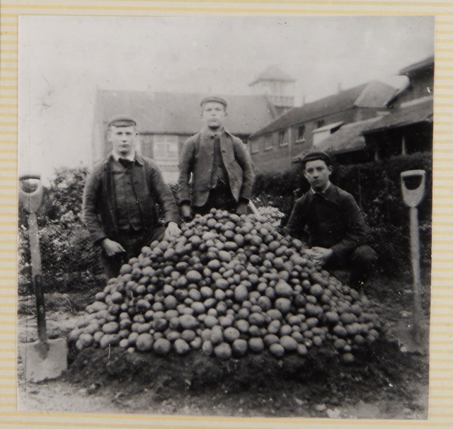 MC 3167-2 1906 The boy's vegetables gained prizes at the Buxton show