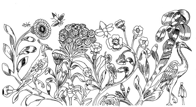a3-birds-and-plants-drawing-acc-2013-217-cropped