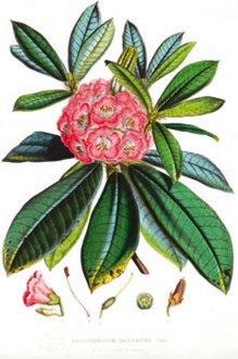 An image of Rhododendrum sketch c. 1850