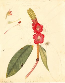 An image of completed illustration by Walter Hood Fitch